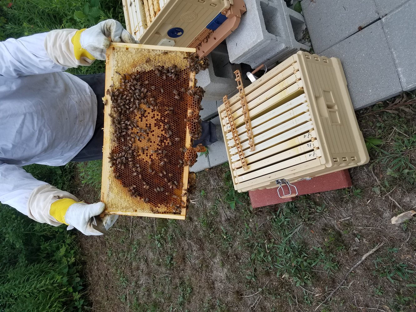 TheHive