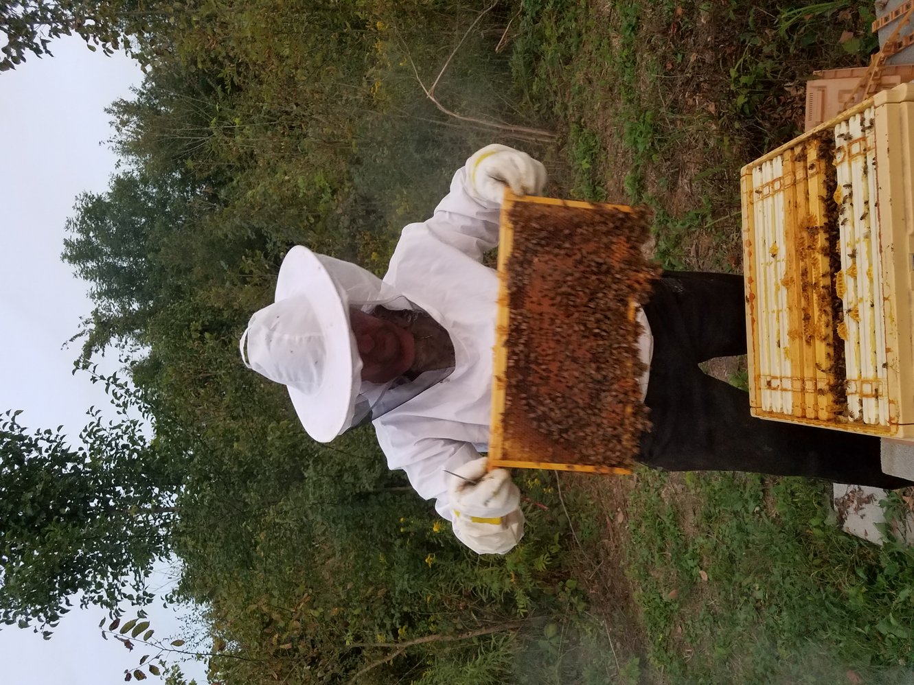 TheHive