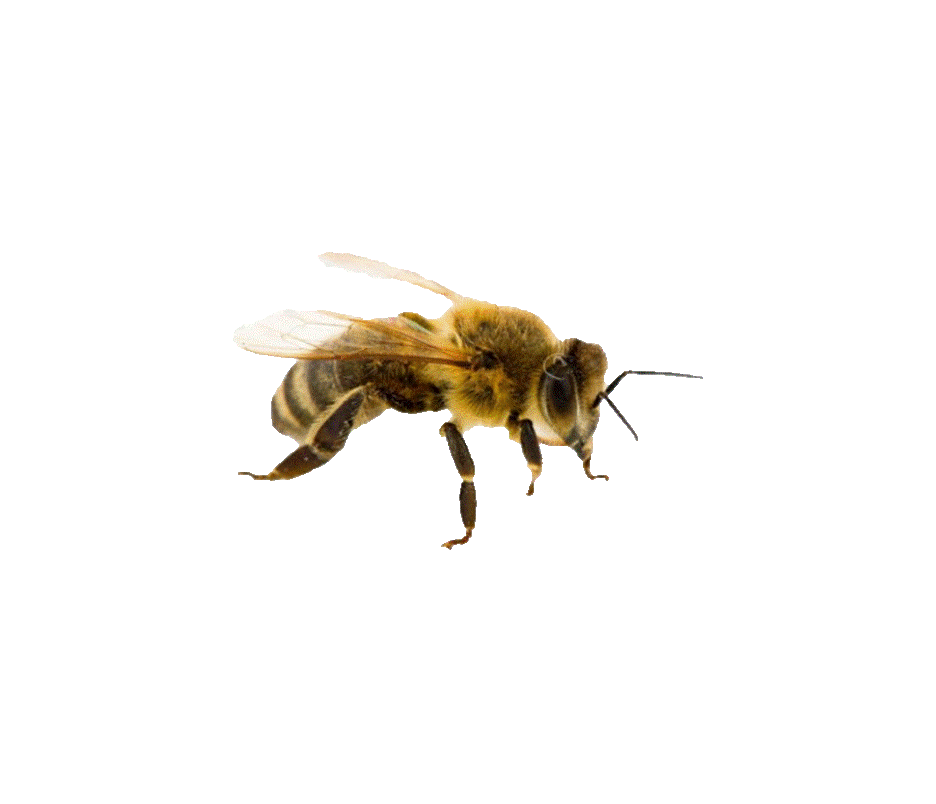 TheHive